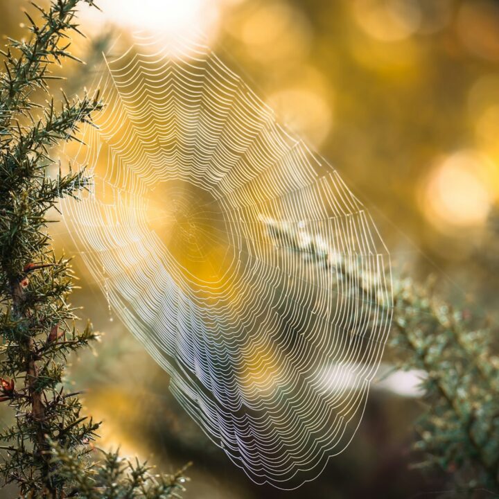 Dew drops on a spiderweb between branches