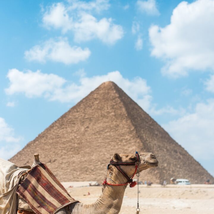 brown camel near pyramid under clear blue sky