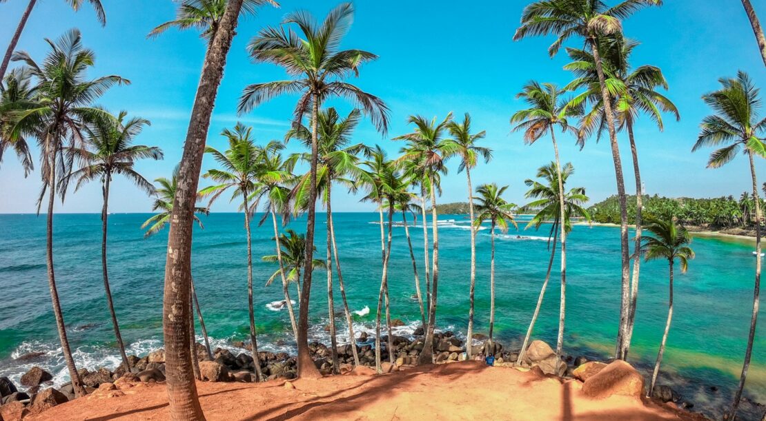 palm trees on beach shore during daytime