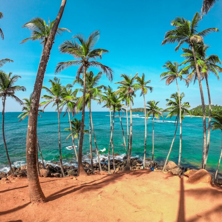 palm trees on beach shore during daytime