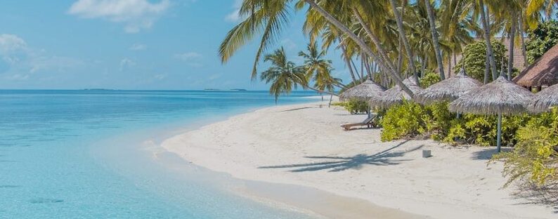 green palm tree on white sand beach during daytime