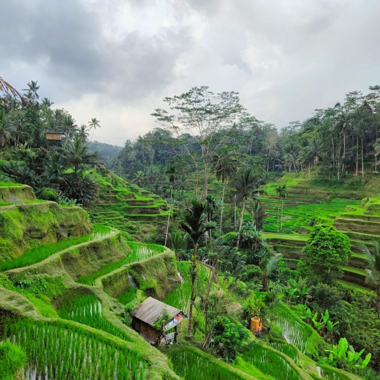 a lush green rice field with a hut in the middle