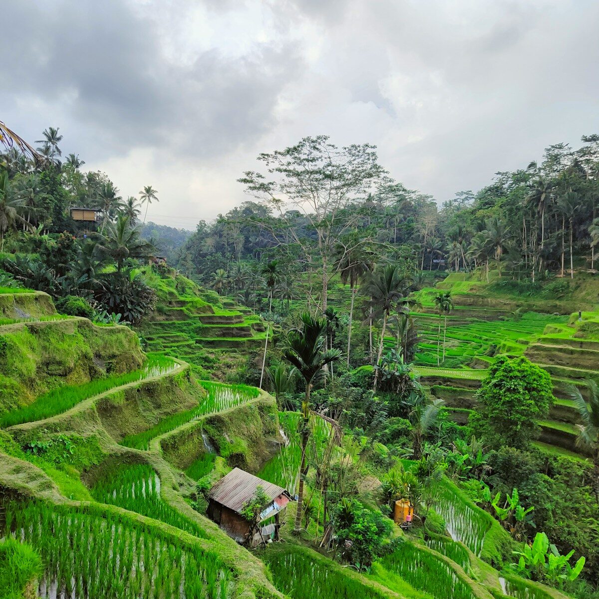 a lush green rice field with a hut in the middle